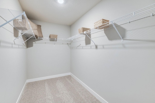 walk in closet featuring carpet flooring