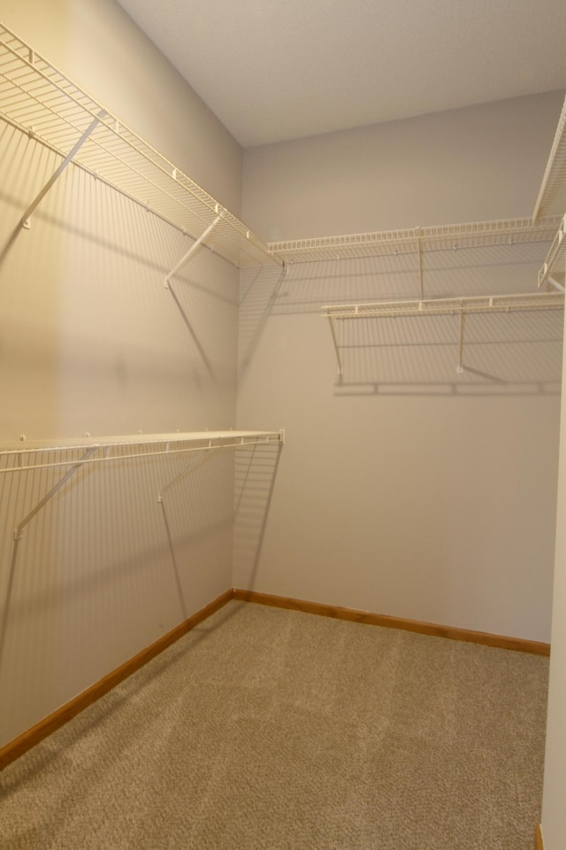 walk in closet with carpet