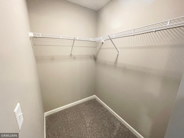 spacious closet featuring carpet flooring