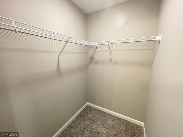 walk in closet featuring carpet floors