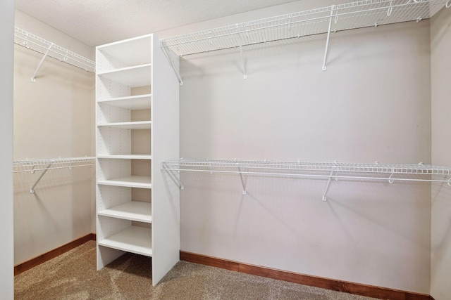 walk in closet with carpet flooring