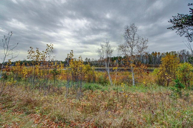 view of local wilderness