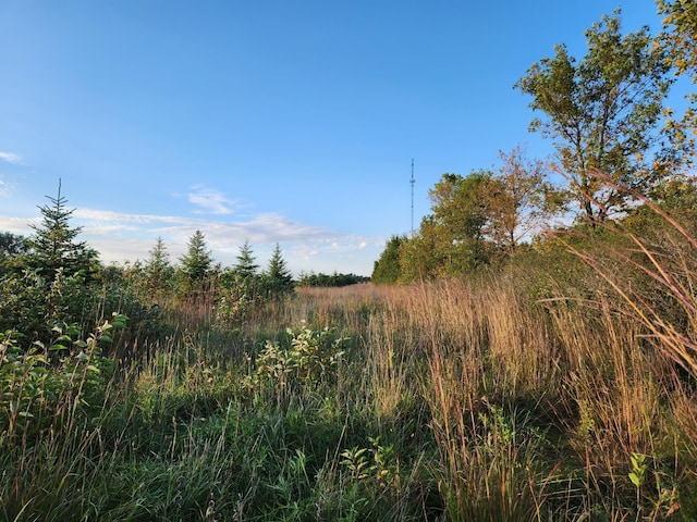 view of local wilderness