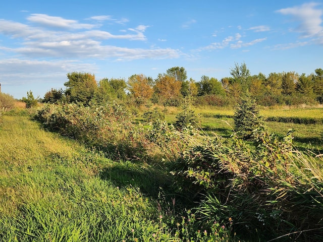 view of local wilderness