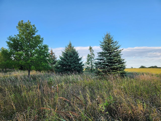 view of local wilderness
