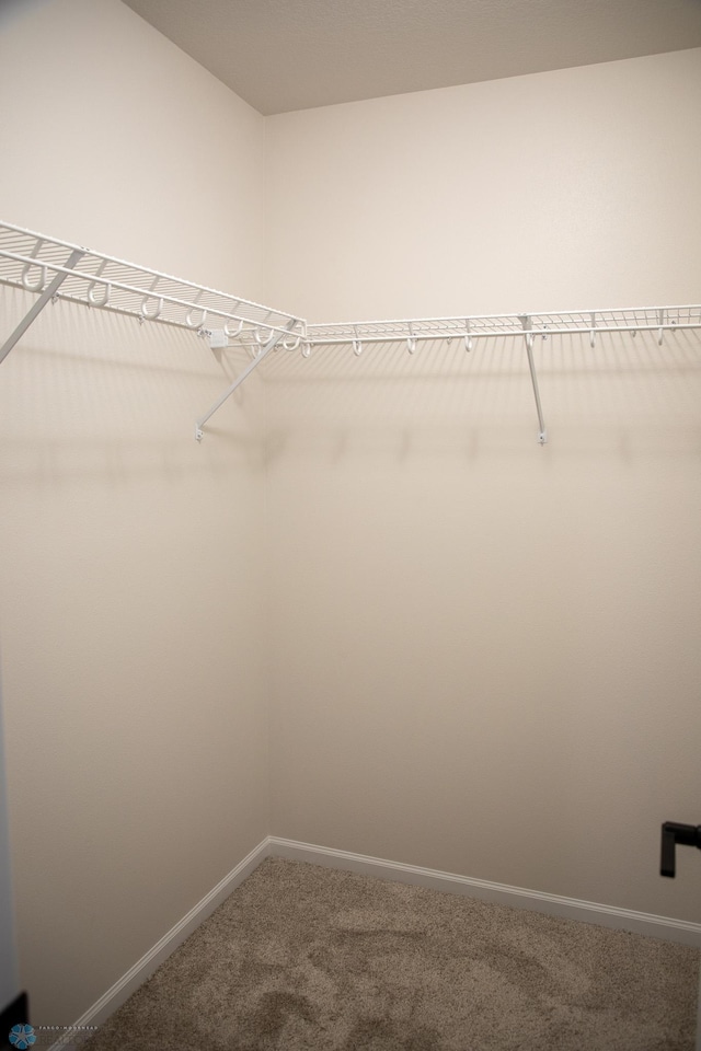 spacious closet featuring carpet