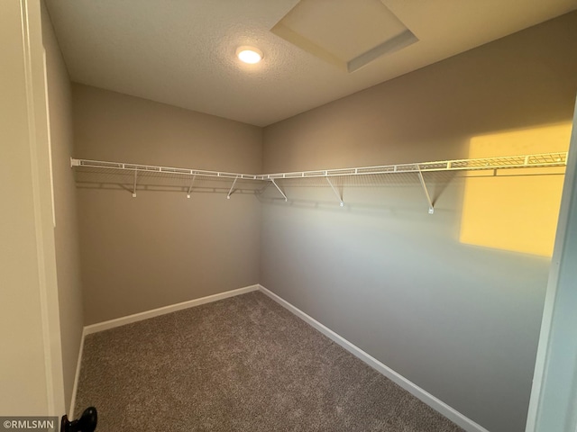 walk in closet featuring carpet floors