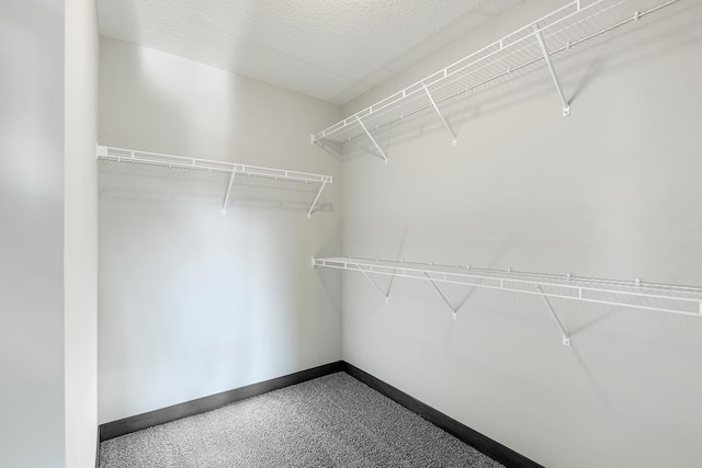 spacious closet featuring carpet flooring