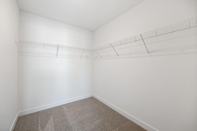 spacious closet featuring carpet floors