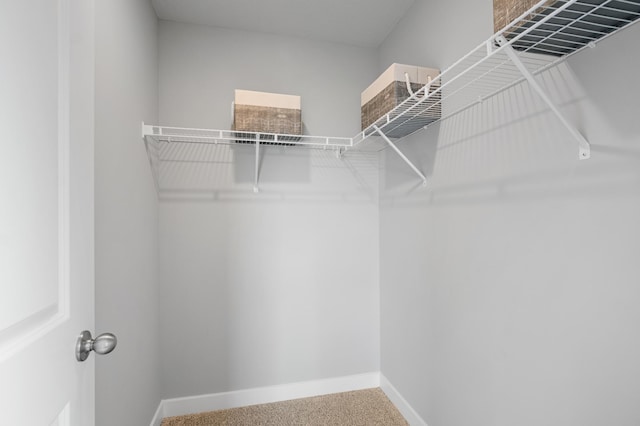 walk in closet featuring carpet floors