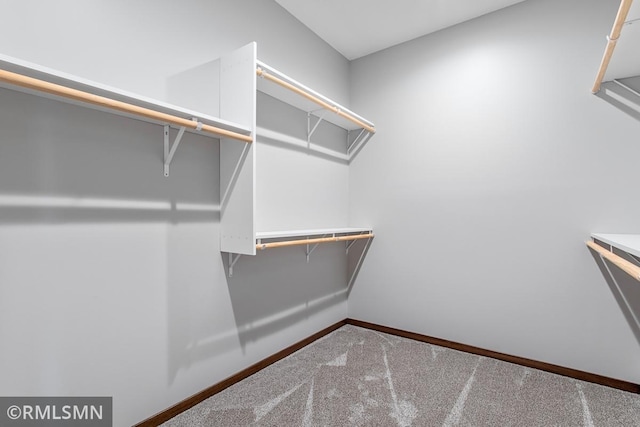 walk in closet featuring carpet flooring