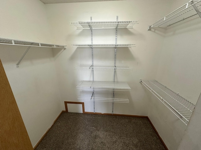 walk in closet featuring carpet flooring