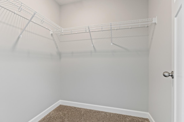 walk in closet featuring carpet flooring