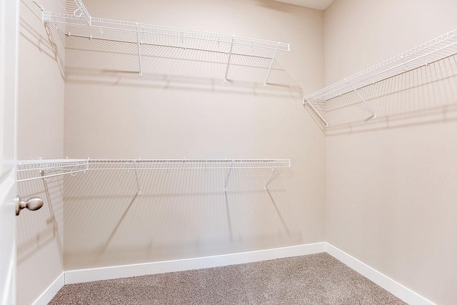 walk in closet featuring carpet flooring