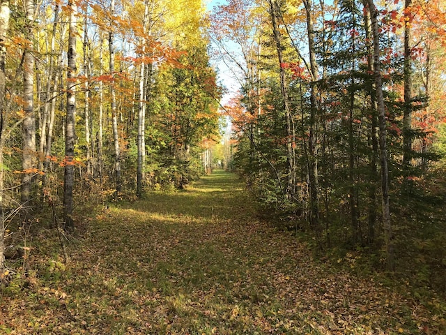 view of local wilderness