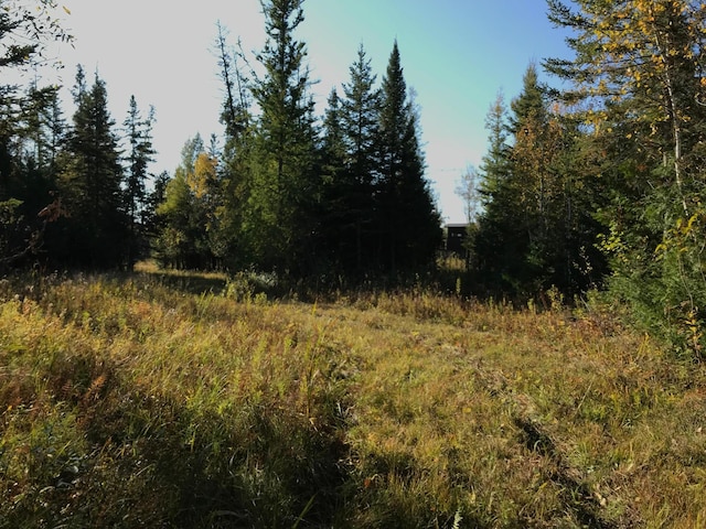 view of local wilderness