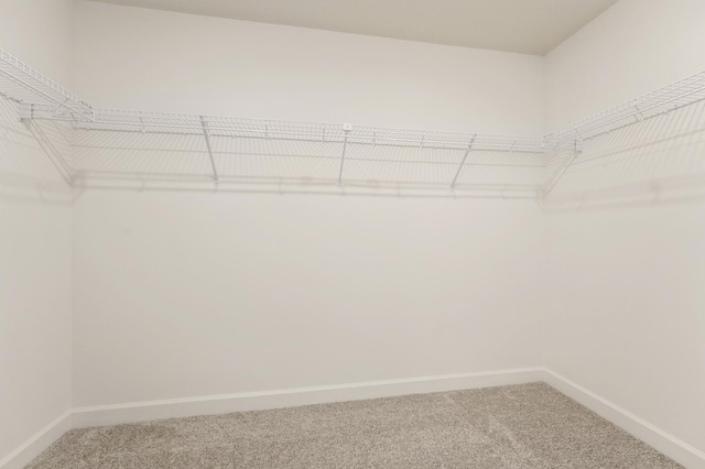 spacious closet featuring carpet