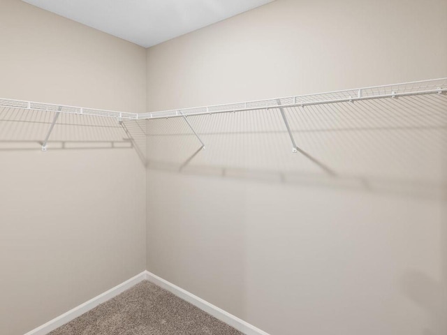 walk in closet with carpet floors