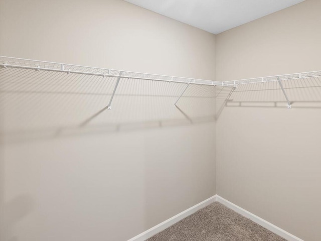 spacious closet featuring carpet flooring