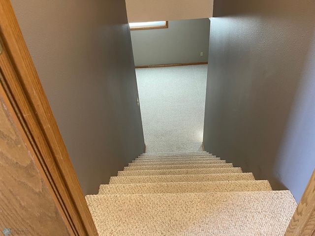 stairway featuring carpet floors