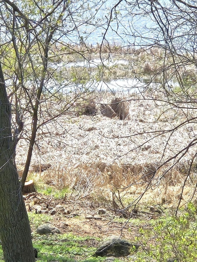 11365 Platt Ave SW, Cokato, MN 55321 - view of local wilderness