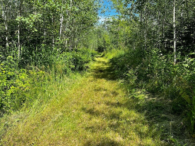 view of local wilderness