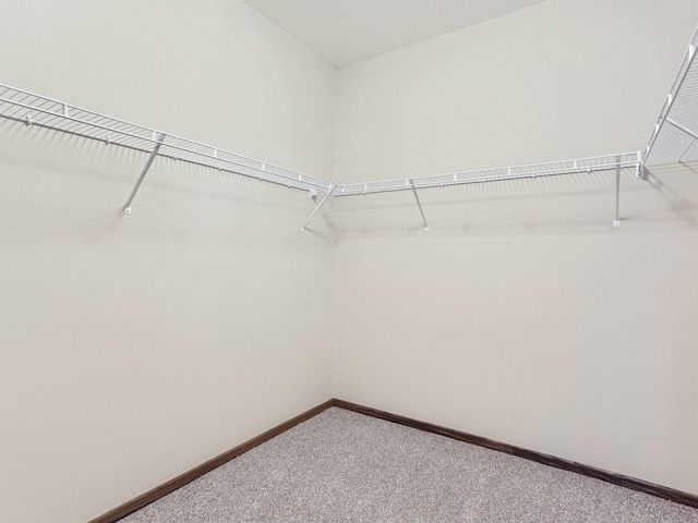 spacious closet with carpet flooring