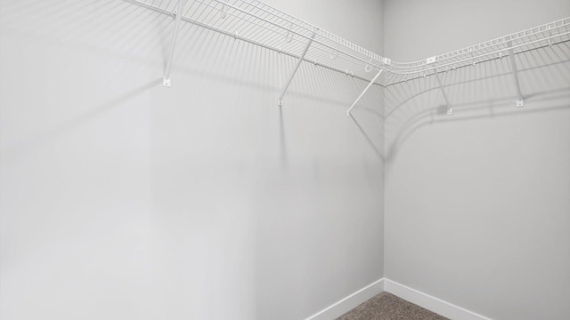 spacious closet with carpet