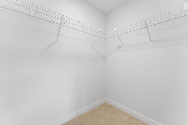 walk in closet with carpet flooring