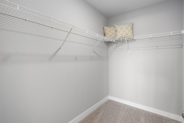 walk in closet with carpet floors