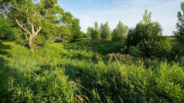 view of local wilderness