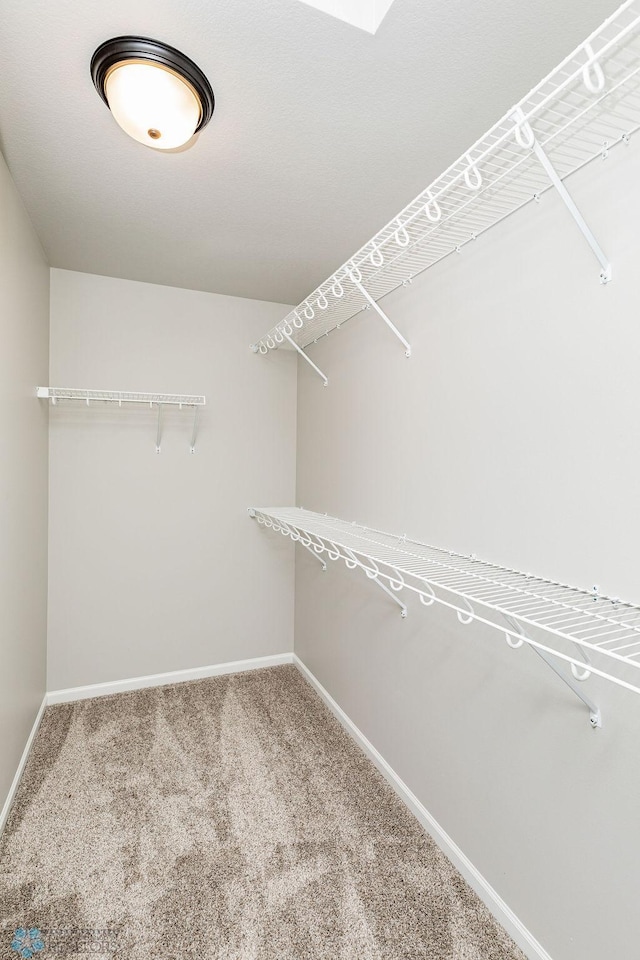 walk in closet featuring carpet flooring