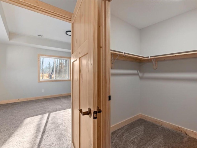 spacious closet featuring carpet flooring