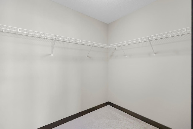 spacious closet featuring carpet