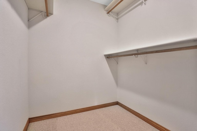 spacious closet featuring carpet