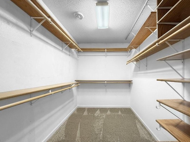 spacious closet featuring carpet