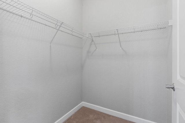 spacious closet featuring carpet floors