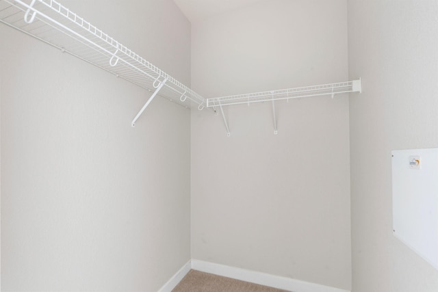 spacious closet featuring carpet floors