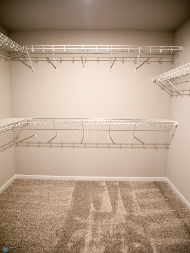 walk in closet with carpet flooring