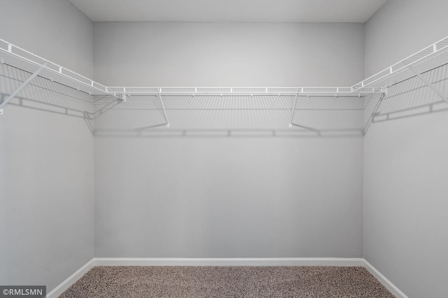 spacious closet featuring carpet