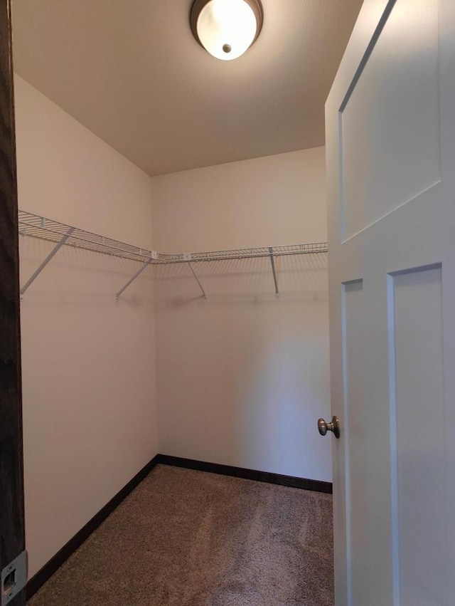 spacious closet featuring carpet flooring