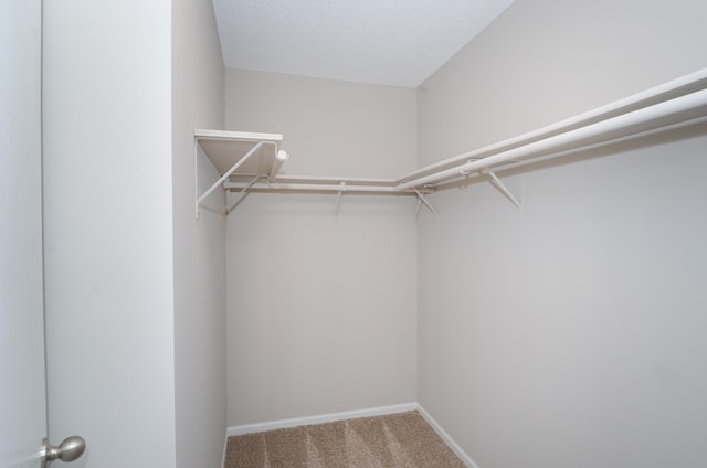 spacious closet featuring carpet