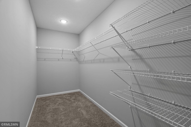 walk in closet featuring carpet flooring