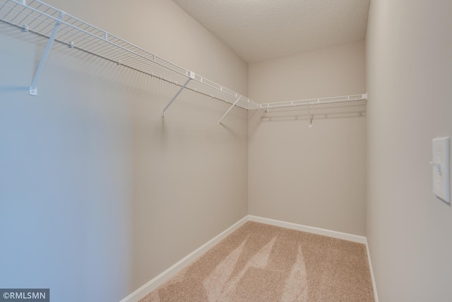 walk in closet with carpet floors