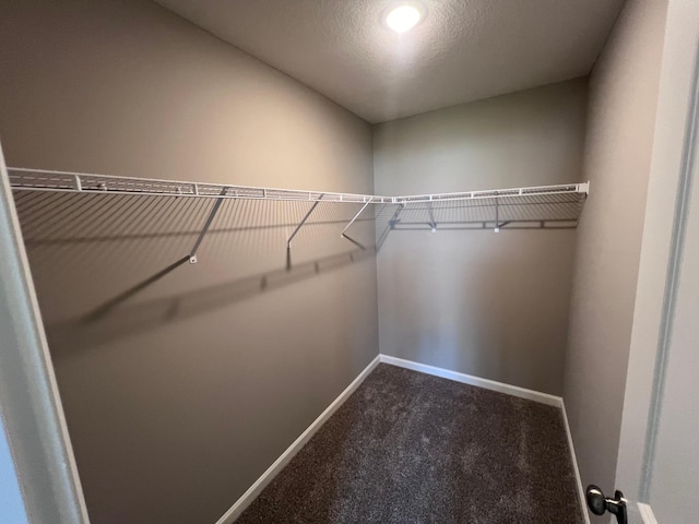 walk in closet with carpet flooring