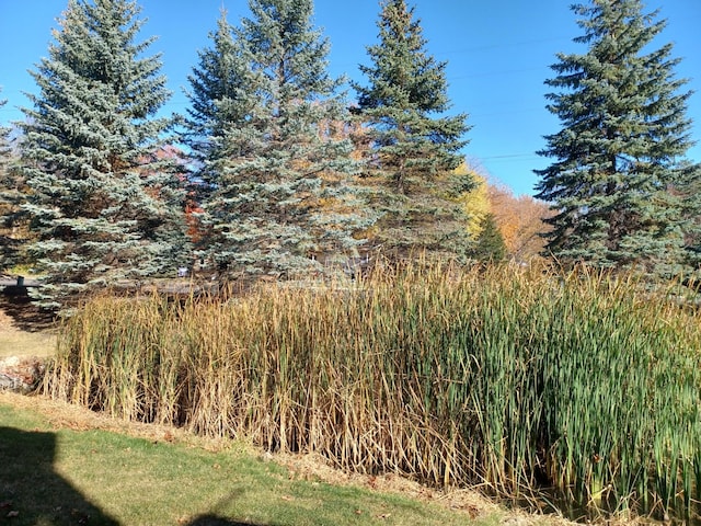 view of local wilderness