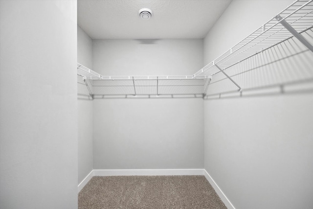 spacious closet featuring carpet