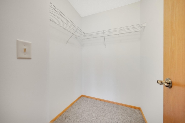 spacious closet featuring carpet