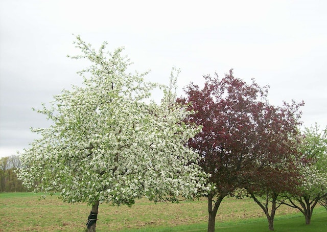 view of nature with a rural view