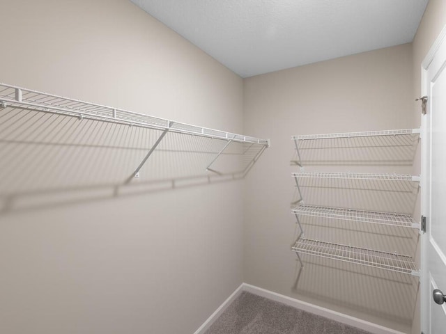 spacious closet featuring carpet